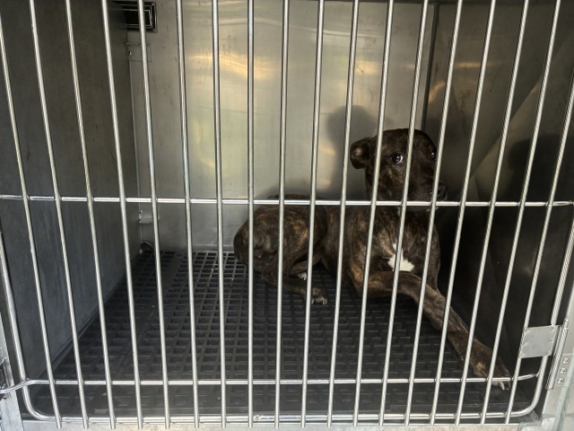 German Shepherd Dog at Chicago Animal Care and Control
