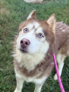 Egg at Chicago Animal Care and Control