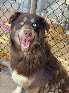 Root at Chicago Animal Care and Control