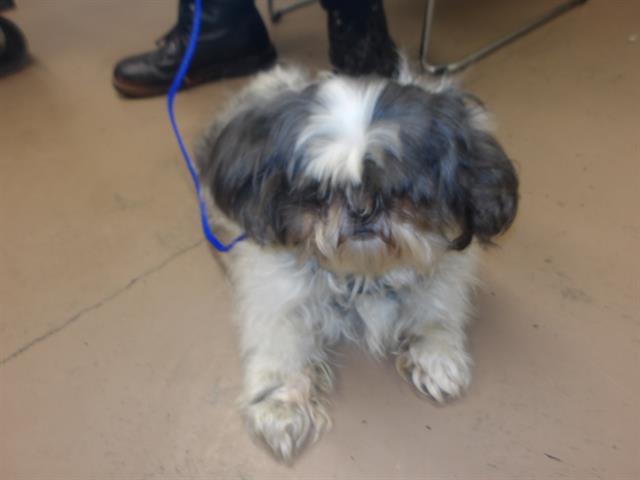 Shih Tzu at Chicago Animal Care and Control