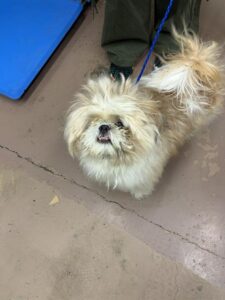 A317442, adoptable Shih Tzu at Chicago Animal Care and Control