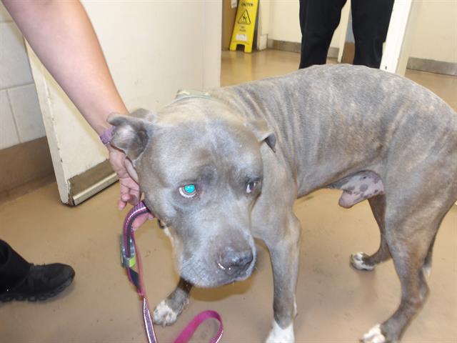 American Pit Bull Terrier / Bull Terrier at Chicago Animal Care and Control