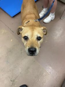 A317444, adoptable American Pit Bull Terrier / Bull Terrier at Chicago Animal Care and Control