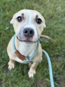 Strawberry, adoptable American Pit Bull Terrier at Chicago Animal Care and Control