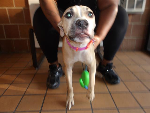 Strawberry at Chicago Animal Care and Control
