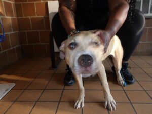 Legend, adoptable American Pit Bull Terrier / Bull Terrier at Chicago Animal Care and Control