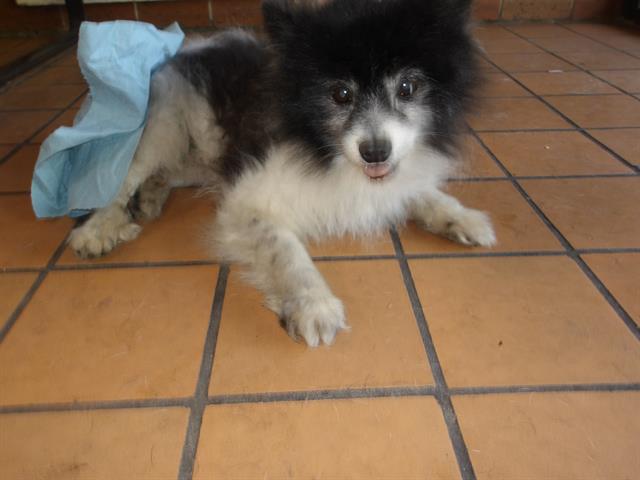 Pomeranian at Chicago Animal Care and Control