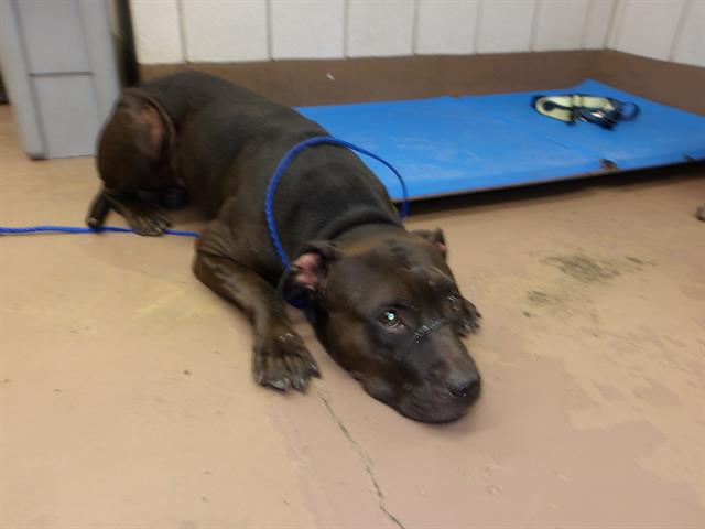 American Pit Bull Terrier / Bull Terrier at Chicago Animal Care and Control