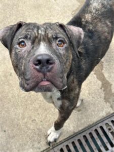 Damon, adoptable American Pit Bull Terrier at Chicago Animal Care and Control