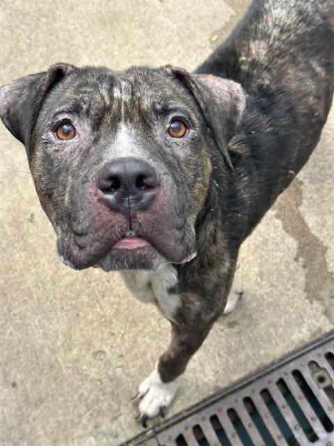Damon, adoptable American Pit Bull Terrier at Chicago Animal Care and Control