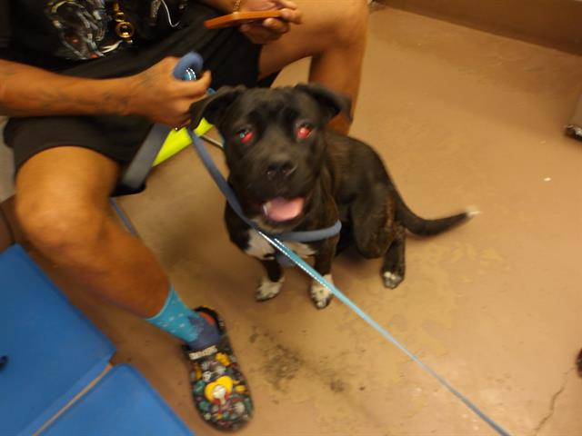 Rose at Chicago Animal Care and Control