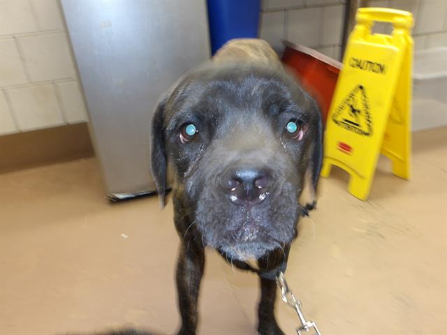 Big at Chicago Animal Care and Control