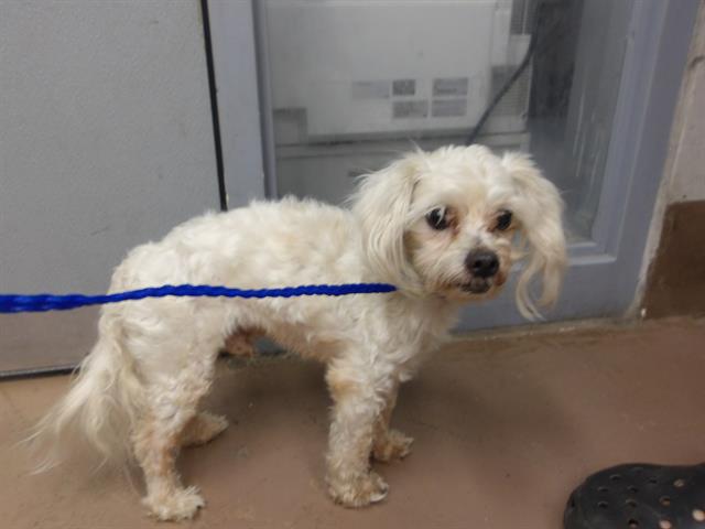 Dog A317493 at Chicago Animal Care and Control