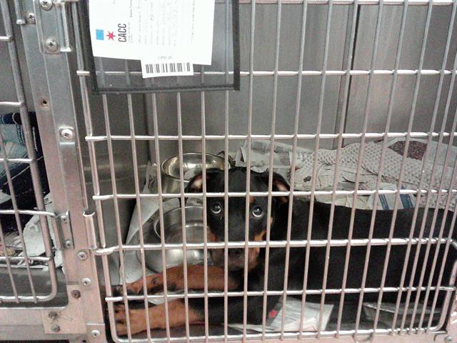 Rottweiler at Chicago Animal Care and Control