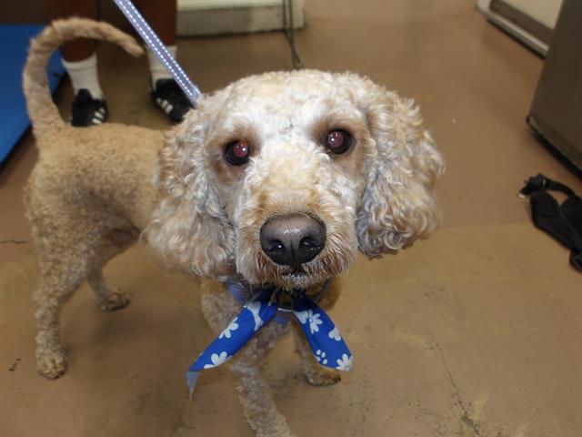 Cocker Spaniel / Poodle at Chicago Animal Care and Control