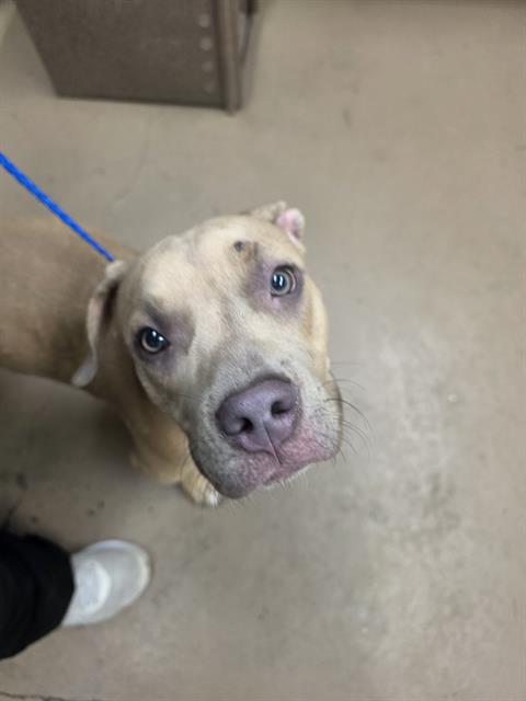 American Pit Bull Terrier / Bull Terrier at Chicago Animal Care and Control