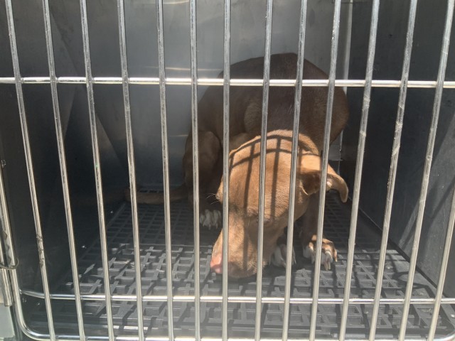 American Pit Bull Terrier / Bull Terrier at Chicago Animal Care and Control