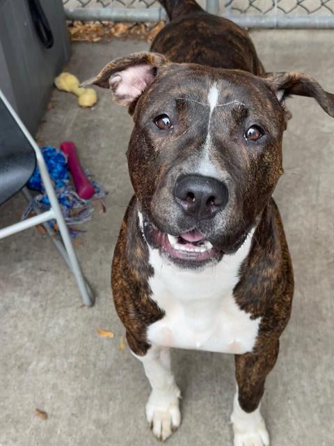 Rhaegal, adoptable American Pit Bull Terrier at Chicago Animal Care and Control