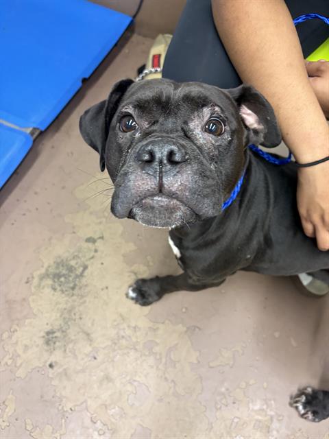 Cheryl at Chicago Animal Care and Control