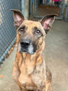 Luka, adoptable German Shepherd Dog at Chicago Animal Care and Control