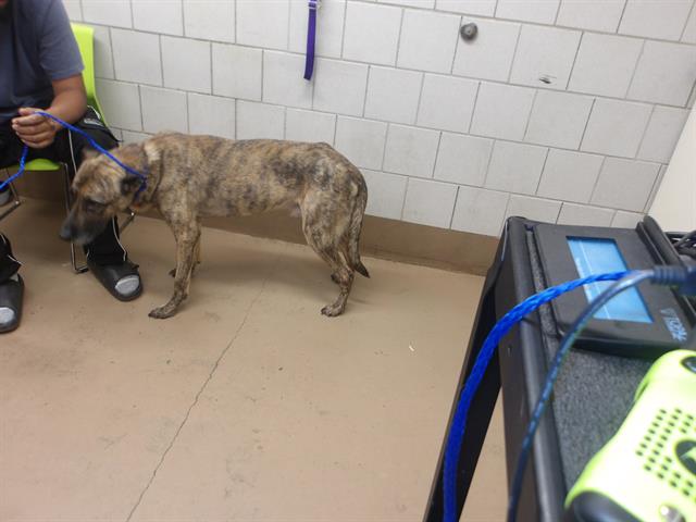 Luka at Chicago Animal Care and Control