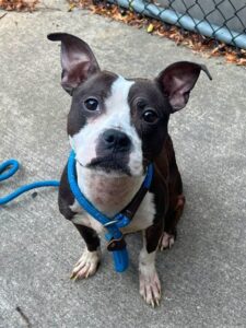 Dinora, adoptable American Staffordshire Terrier at Chicago Animal Care and Control