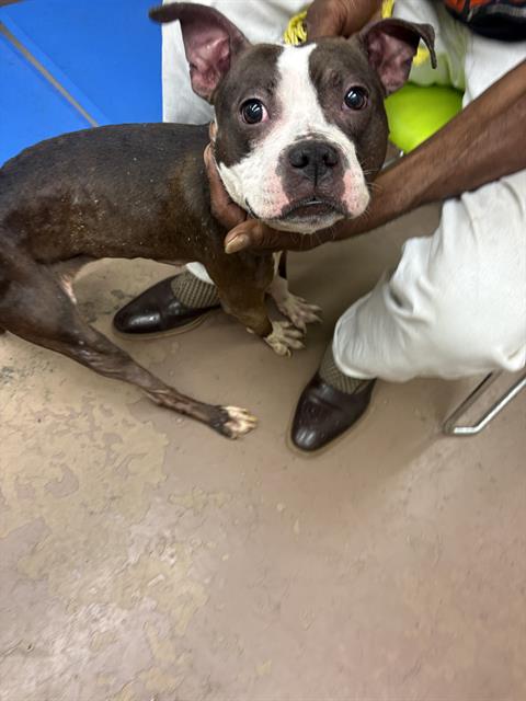 Dior at Chicago Animal Care and Control