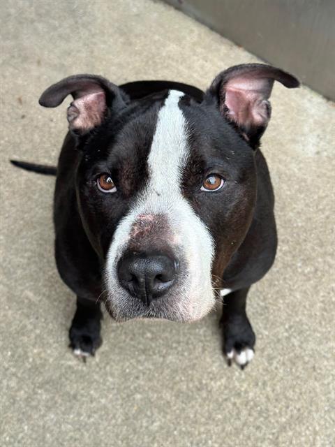 Tanker, adoptable American Pit Bull Terrier at Chicago Animal Care and Control