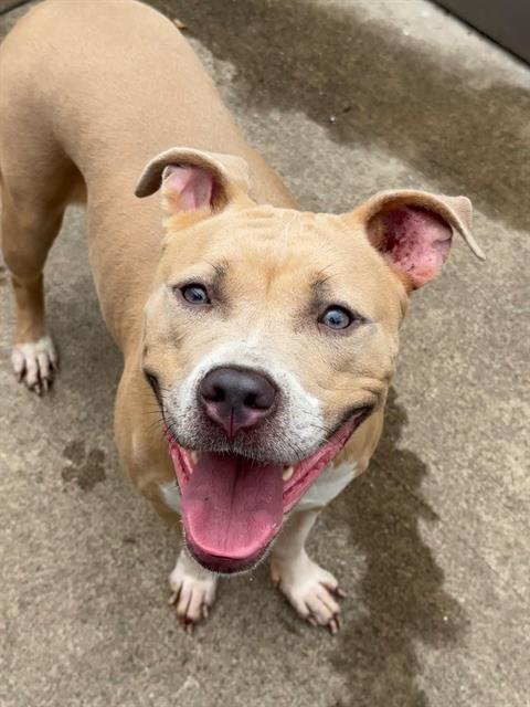 Hotspur, adoptable American Pit Bull Terrier at Chicago Animal Care and Control