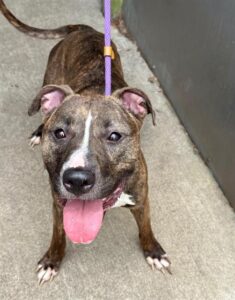 Sizzle, adoptable American Pit Bull Terrier at Chicago Animal Care and Control