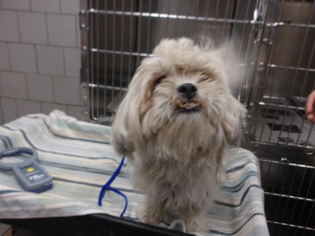 Shih Tzu at Chicago Animal Care and Control