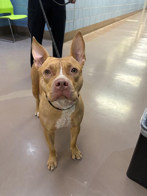 American Pit Bull Terrier / Bull Terrier at Chicago Animal Care and Control