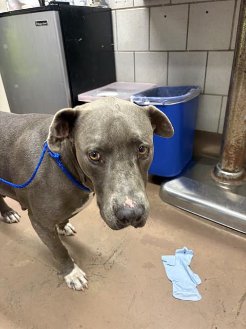 American Pit Bull Terrier / Bull Terrier at Chicago Animal Care and Control