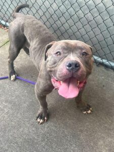 Kade, adoptable American Pit Bull Terrier at Chicago Animal Care and Control