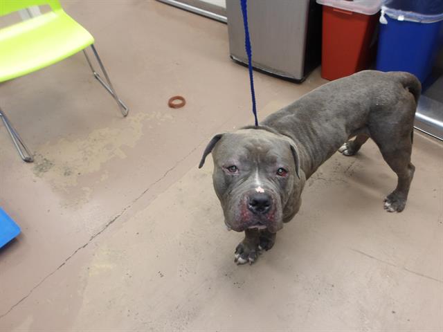 American Pit Bull Terrier / Bull Terrier at Chicago Animal Care and Control