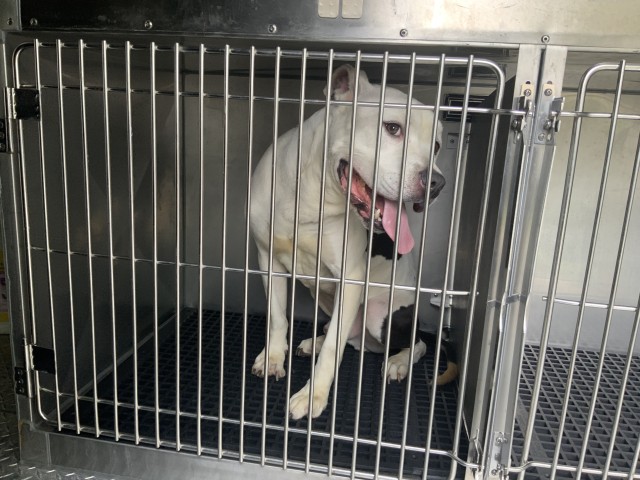 Marley at Chicago Animal Care and Control