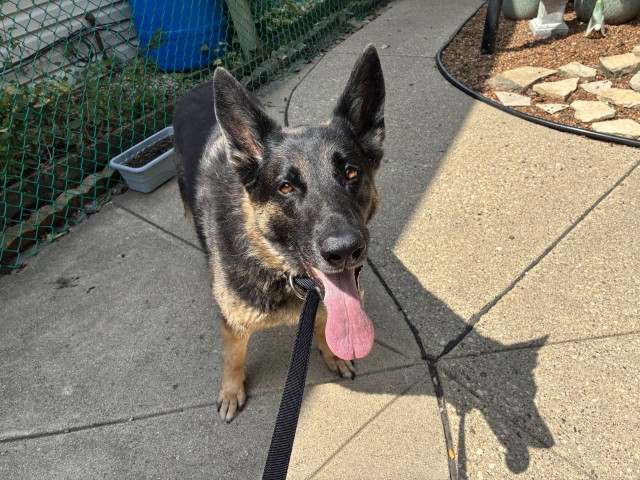 Stella at Chicago Animal Care and Control