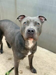 Doe, adoptable American Pit Bull Terrier at Chicago Animal Care and Control