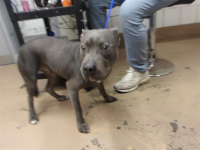 American Pit Bull Terrier / Bull Terrier at Chicago Animal Care and Control