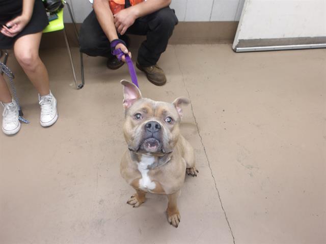 American Staffordshire Terrier at Chicago Animal Care and Control