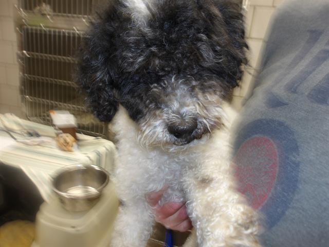Luka at Chicago Animal Care and Control