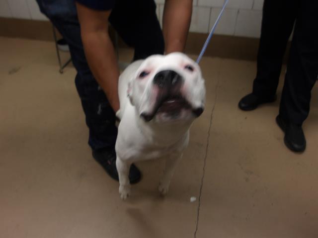 Molly at Chicago Animal Care and Control
