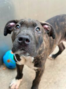 Kendric, adoptable American Staffordshire Terrier at Chicago Animal Care and Control