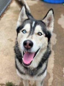 Leblanc, adoptable dog at Chicago Animal Care and Control