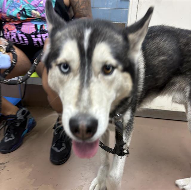 Leblanc at Chicago Animal Care and Control