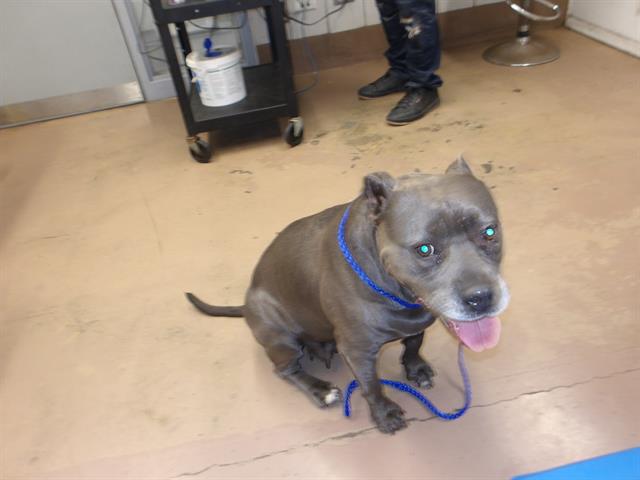 American Pit Bull Terrier / Bull Terrier at Chicago Animal Care and Control