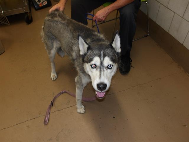 Dog A317612 at Chicago Animal Care and Control
