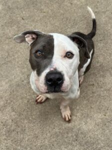 Pedicure, adoptable American Pit Bull Terrier at Chicago Animal Care and Control