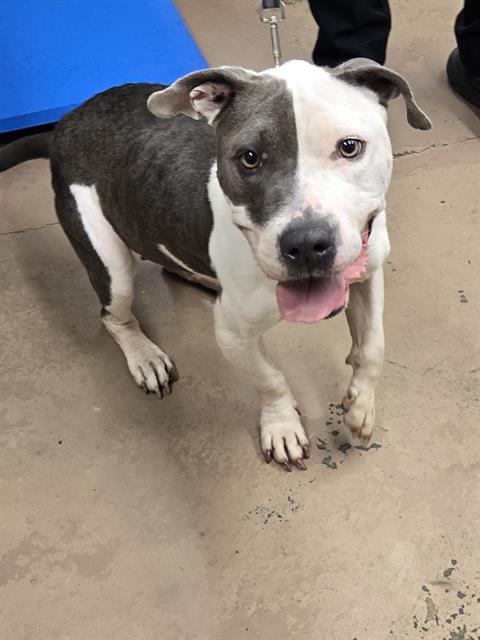 American Pit Bull Terrier / Bull Terrier at Chicago Animal Care and Control