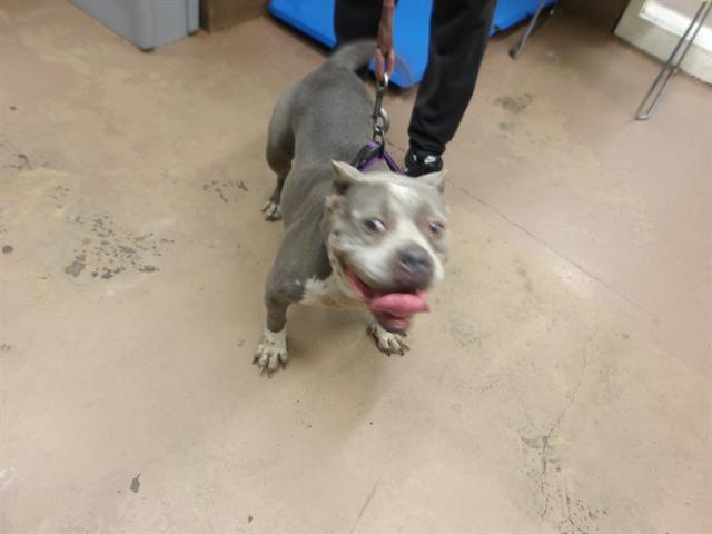 American Pit Bull Terrier / Bull Terrier at Chicago Animal Care and Control